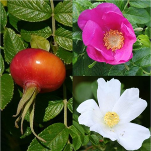 Hedging Rosa Rugosa Mixed Bare Root 5 For £5